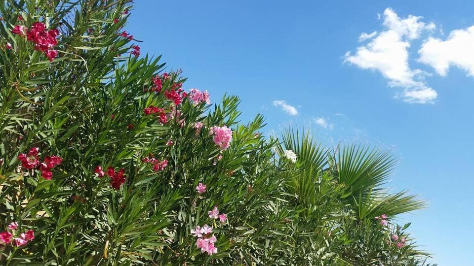 Il Canneto Di Selinunte Маринелла-ді-Селінунте Екстер'єр фото